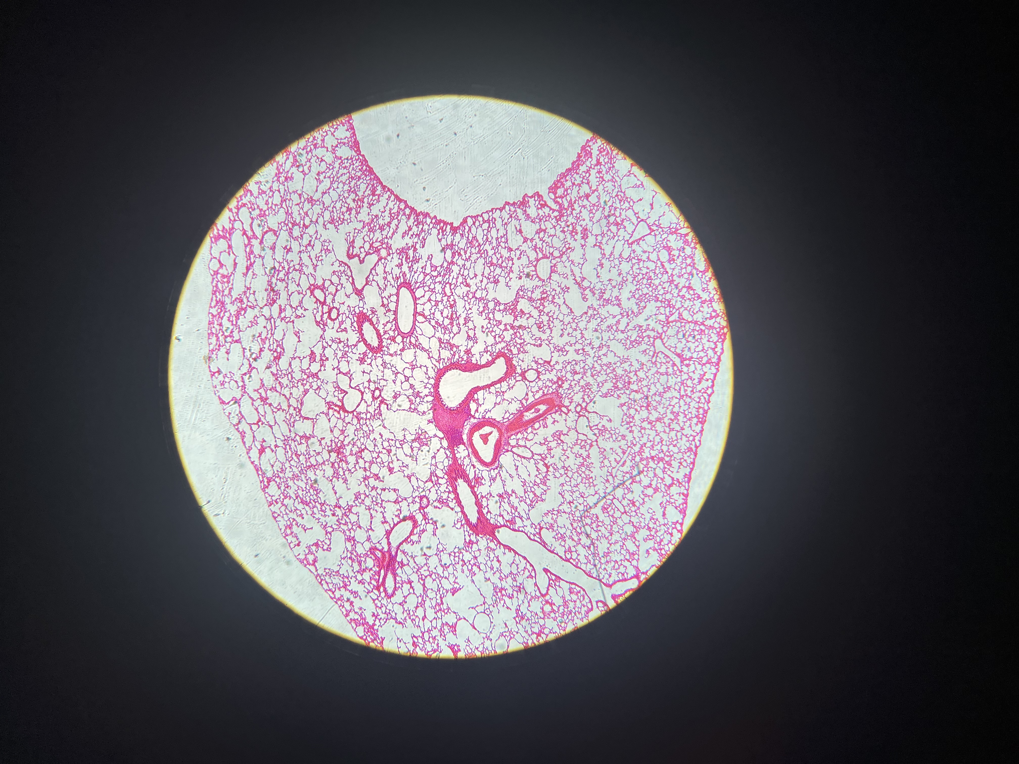 <p>What tissue is this</p>