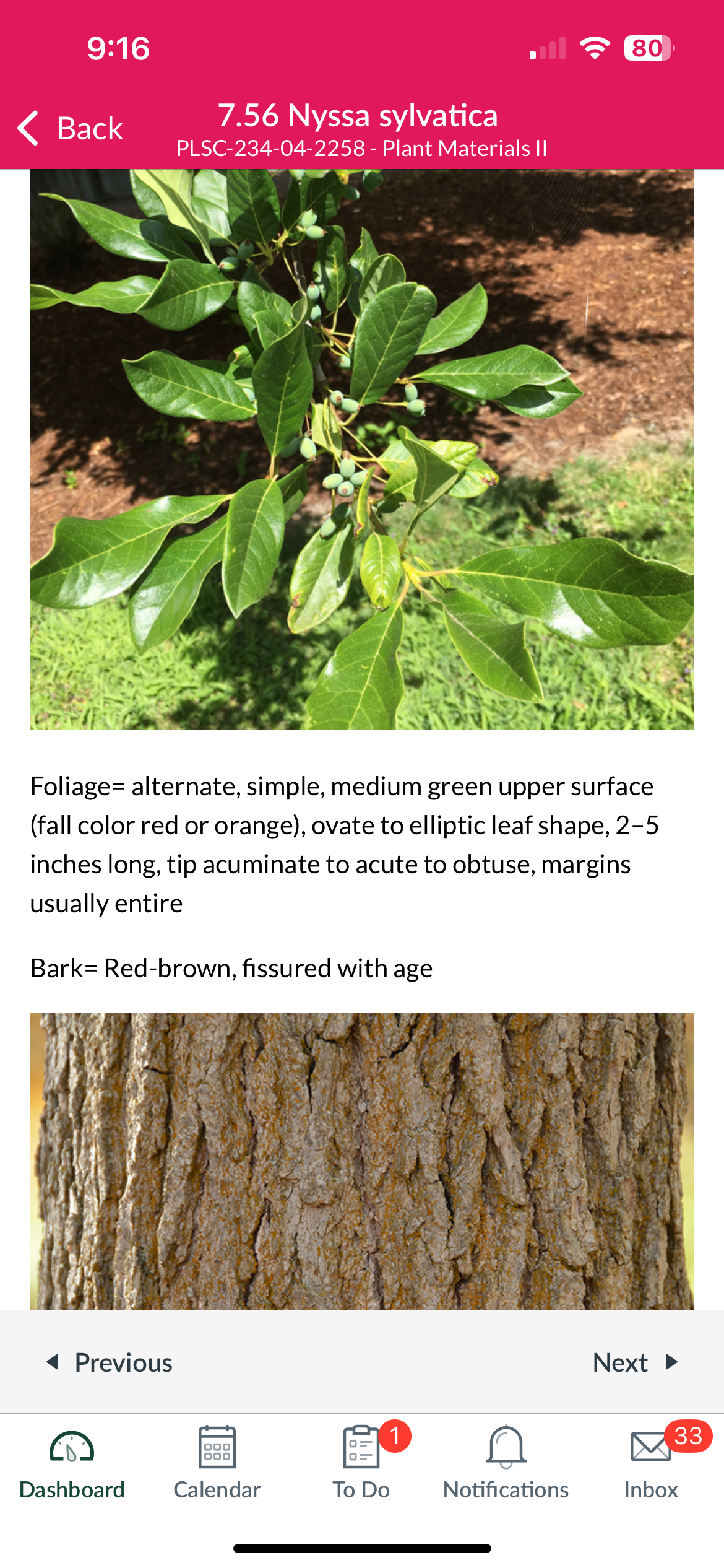 <p>Nyssa sylvatica </p>