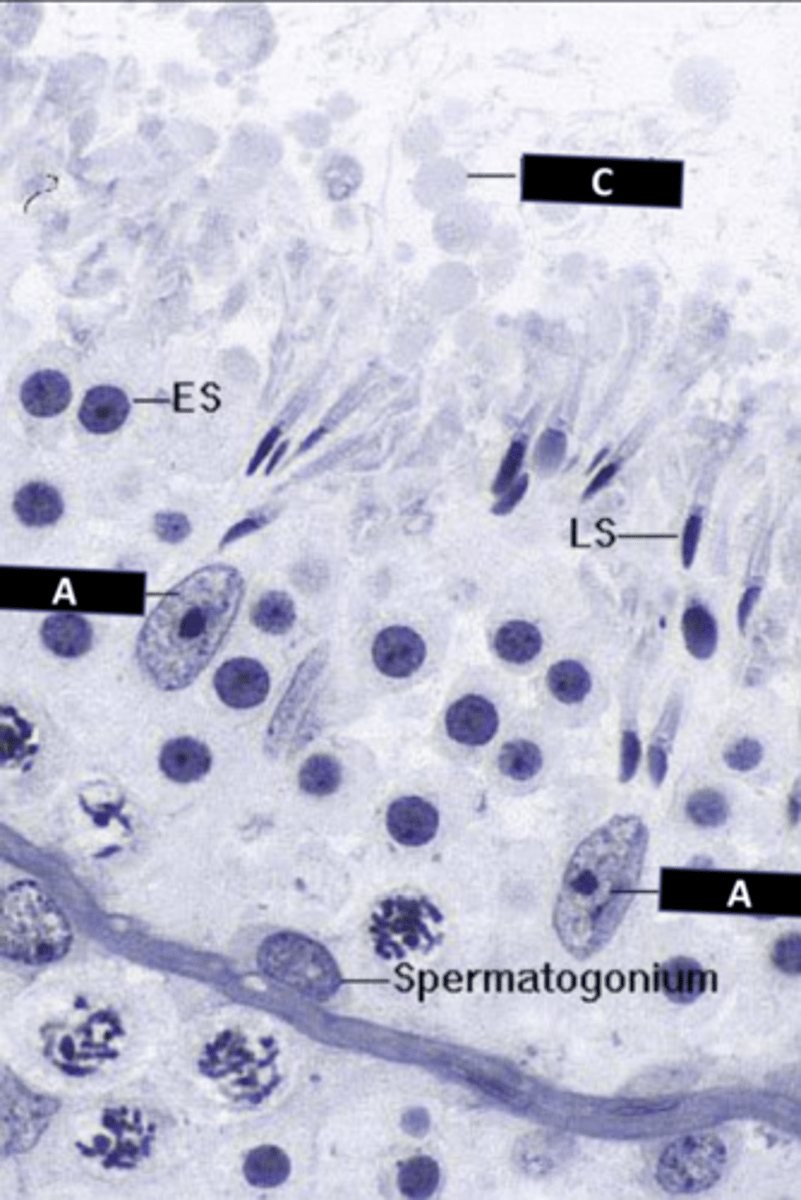 <p>c: structure</p>