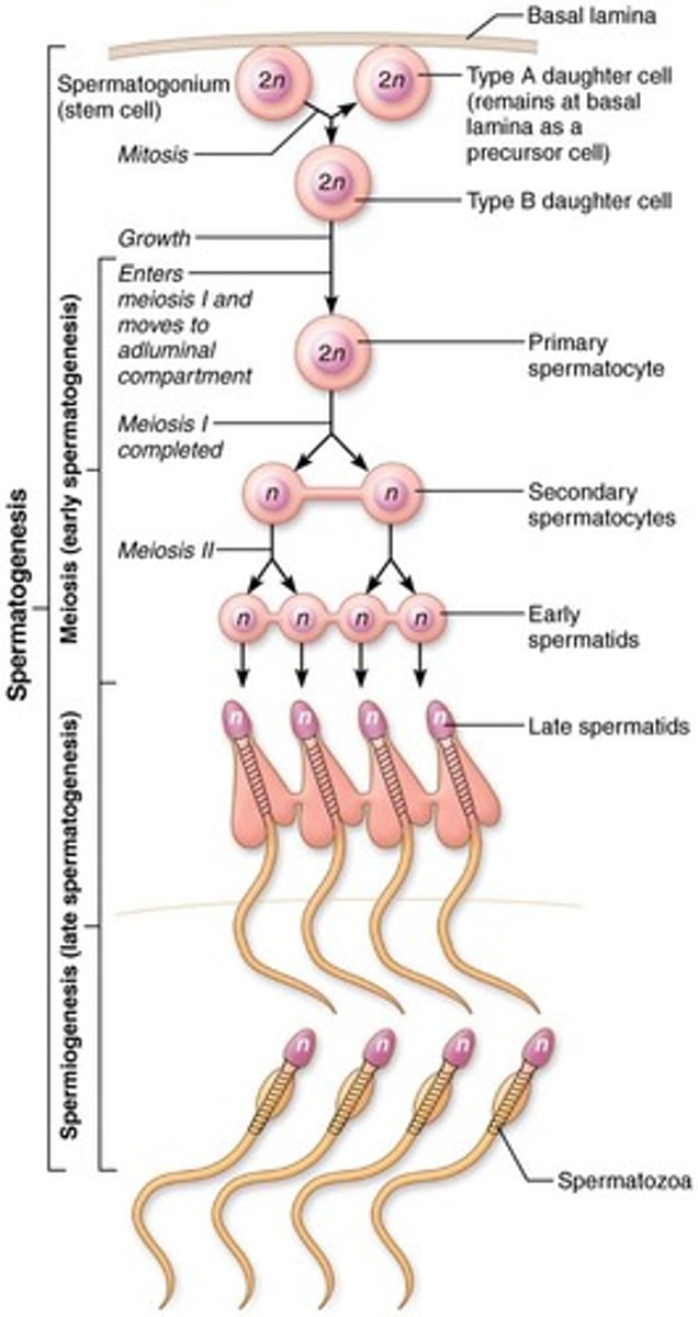 <p>Both processes reduce the chromosome number from diploid (46) to haploid (23) and produce unique gametes.</p>