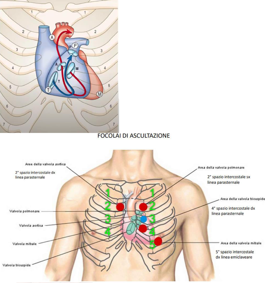 <p>Il cuore si proietta anteriormente tra la 3 e 6 costa, spostato per 2/3 verso sinistra</p><p>Limiti:</p><ul><li><p>Superiore → 3 cartilagine costale</p></li><li><p>Destro → tra 3 e 6 cartilagine costale, tra lo sbocco della vena cava sup e inf</p></li><li><p>Sinistro → tra 2 e 5 spazio intercostale</p><ul><li><p>nel 5 spazio intercostale, lungo la linea emiclaveare, è percepibile l’itto della punta (pulsazione dell’apice)</p></li></ul></li><li><p>Inferiore → dal 5 spazio intercostale, linea emiclaveare (apice del cuore), fino alla 6 cartilagine costale</p></li></ul><p>Focolai di Auscultazione:</p><ul><li><p>Non si ausculta direttamente sopra la loro proiezione anatomica, perché cartilagini e ossa riducono la trasmissione del suono, si sfrutta la direzione del flusso, che trasporta il suono lontano dalla sede valvolare</p></li><li><p>Valvola Mitrale:</p><ul><li><p>Il flusso si dirige verso l’apice del cuore, quindi si ausculta a livello del 5 spazio intercostale sinistro, lungo la linea emiclaveare</p></li></ul></li><li><p>Valvola Tricuspide:</p><ul><li><p>Il flusso si dirige verso il ventricolo destro, si ausculta a livello del 5 spazio intercostale sinistro,  linea parasternale</p></li></ul></li><li><p>Valvola Aortica:</p><ul><li><p>Il flusso si porta in alto e a destra verso l’aorta, si ausculta a livello del 2 spazio intercostale destro, linea parasternale</p></li></ul></li><li><p>Valvola Polmonare:</p><ul><li><p>Il flusso si dirige in alto e a sinistra verso il tronco polmonare, si ausculta a livello del 2 spazio intercostale sinistro, linea parasternale </p></li></ul></li></ul><p></p>