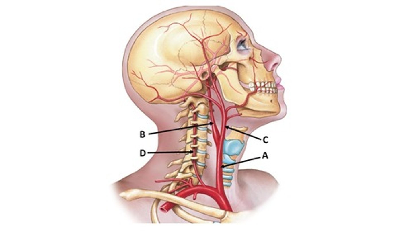 <p>Name the blood vessel labeled 'A'.</p>