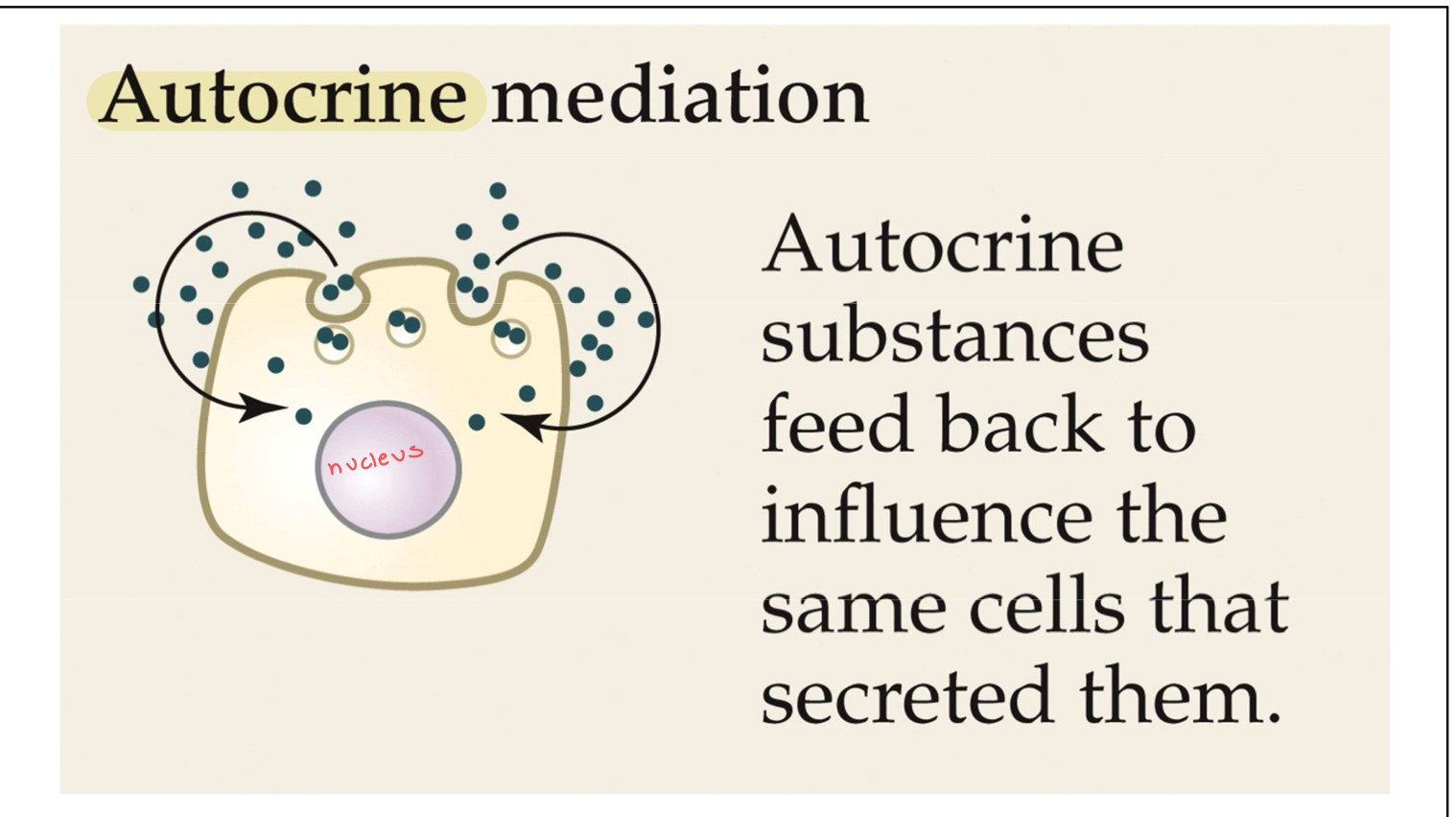 <p>Pertaining to a signal secreted by a cell into the environment that affects the transmitting cell</p>