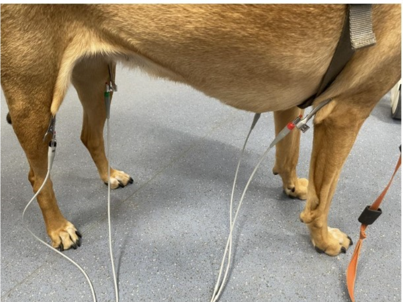 <ol><li><p>use adequate surgical spirit or ultrasound gel to improve contact/signal</p></li><li><p>maximise surface area of attachment</p></li><li><p>consider if the electrodes are placed over a joint or significant muscle mass - interference from movement/contraction more likely, aim for fleshy areas around olecranon and stifle</p></li></ol><p></p>