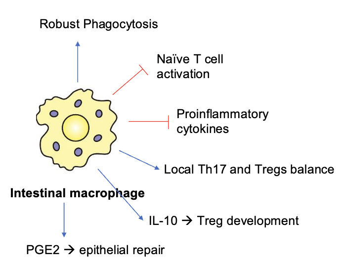 <p>overall, intestinal macrophages clean up microbes while preventing unnecessary inflammation</p>