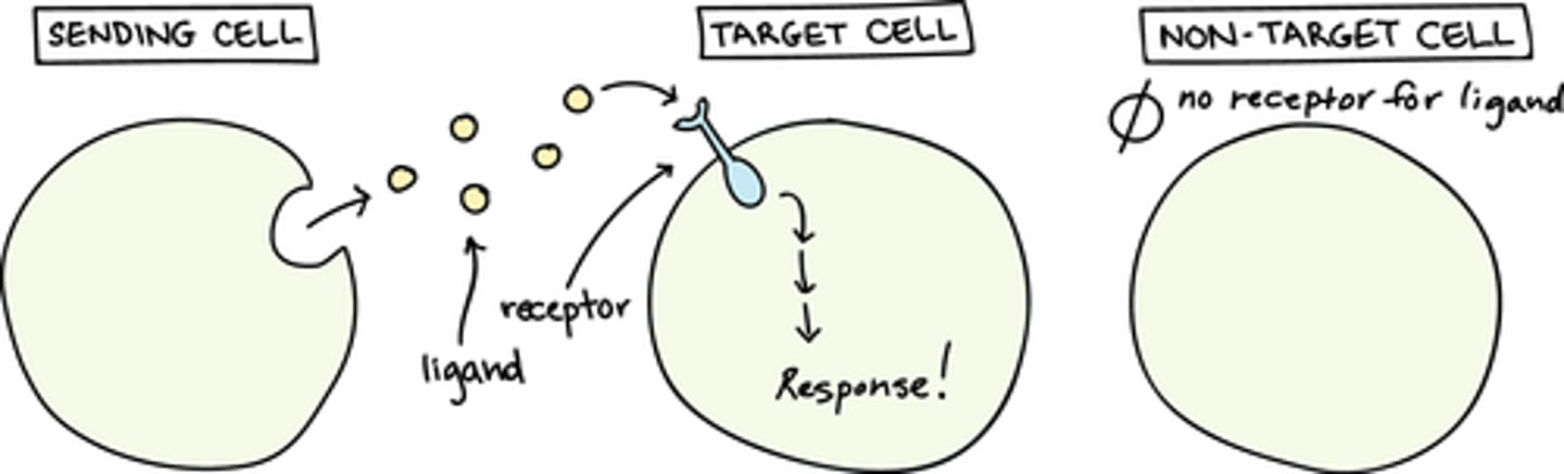 <p>I. Competent - (B) The cell is able to respond<br><br>II. Responder - (A) The cell that responds to a signal<br><br>III. Inducer - (C) The cell that secretes the signal.</p>