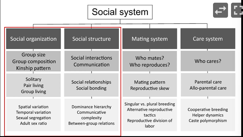 <ul><li><p>social organization</p></li><li><p>social structure</p></li><li><p>mating system</p></li><li><p>care system</p></li></ul><p></p>