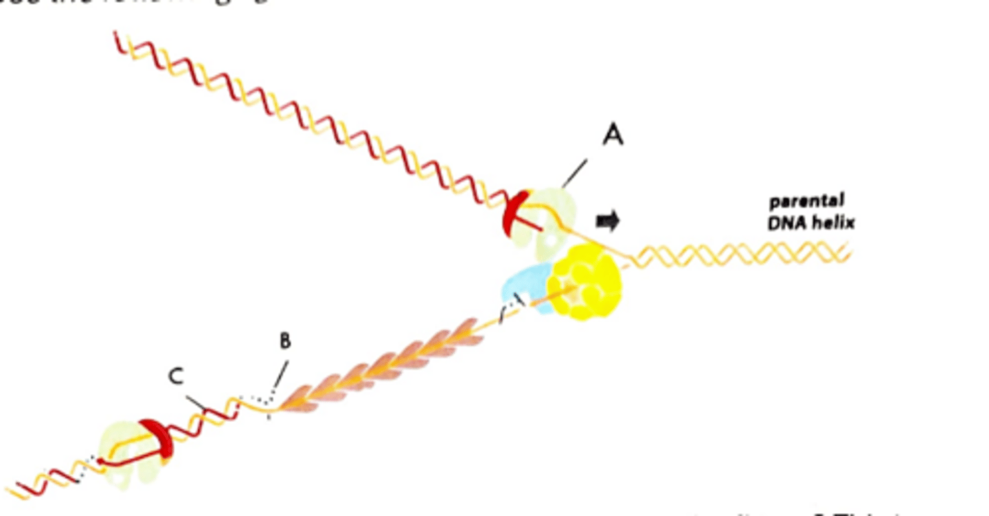 <p>RNA primer</p>