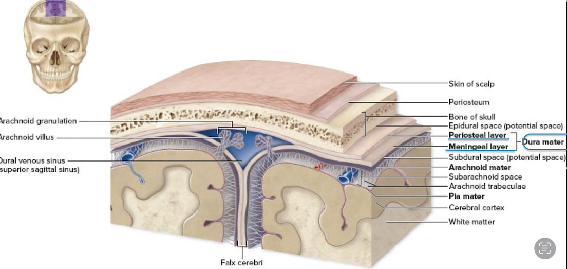 <p>What type of tissue is the dura mater made of?</p>