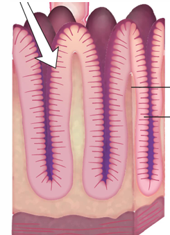 <p>increase SA and facilitate intestinal mucosa to absorb amino acids</p><p>form brush border cells</p>