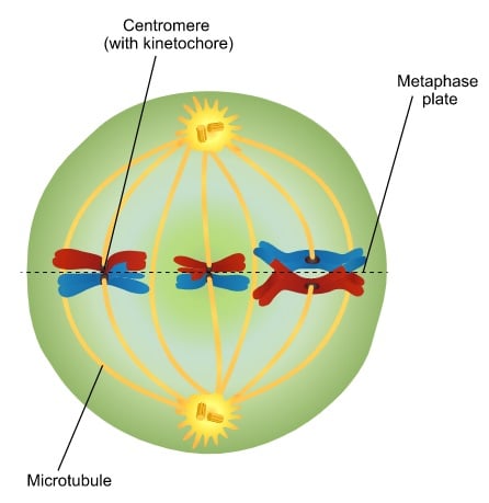 <p>An imaginary line that runs across the cell, dividing the cell into hemispheres</p>
