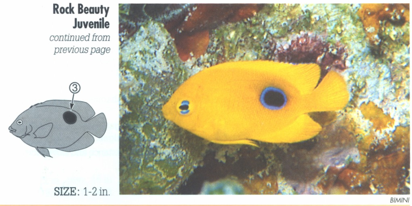 <p><span>JUVENILE: 3. Very young have a black spot ringed in brilliant blue on rear body.</span></p>