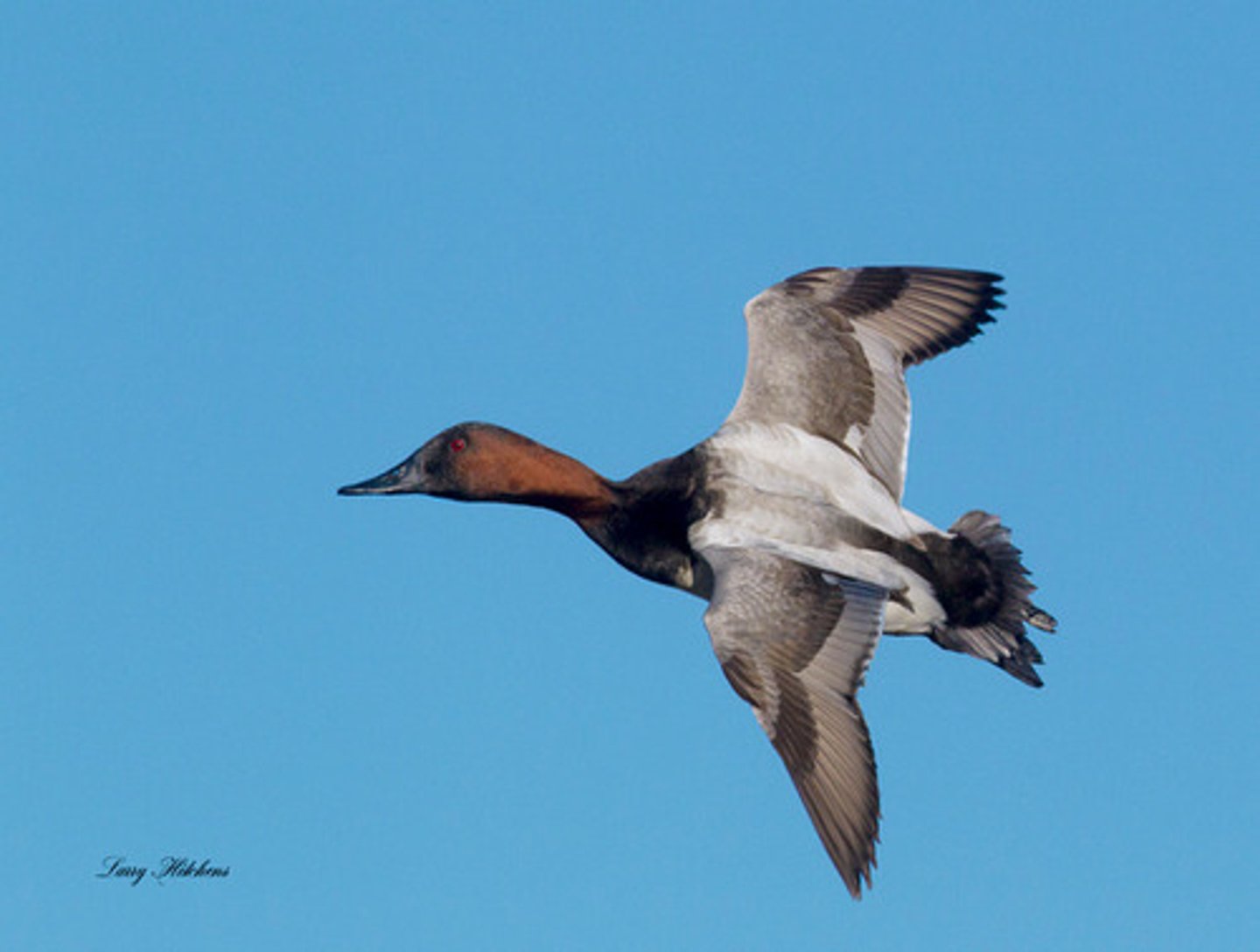 <p>l<span style="background-color: transparent;">ong sloping forehead and longer black bill, red eye</span></p>