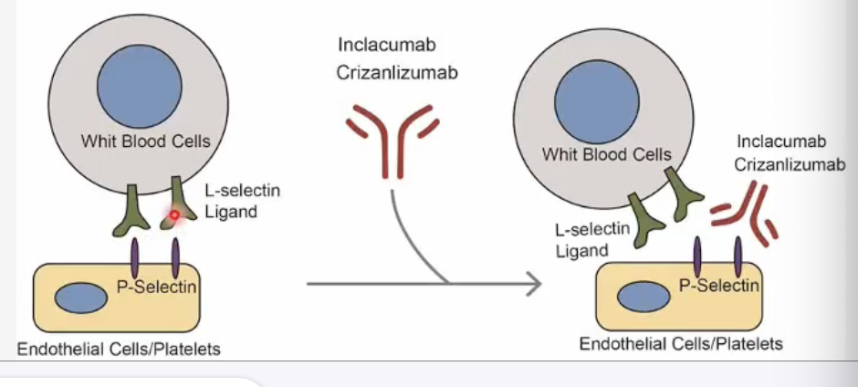<ol><li><p>Crizanlizumab <span data-name="syringe" data-type="emoji">💉</span> → <strong>monoclonal antibody</strong> that binds and inhibits <strong>P-selectin</strong> (on endothelial cells &amp; platelets)</p></li><li><p>→ P-selectin normally binds to <strong>L-selectin</strong> on <strong>WBCs, RBCs, and platelets</strong>, promoting adhesion</p></li></ol><p><span style="color: red;">→ <strong>Blocking this interaction (L to P-selectin binding) </strong>prevents cells from sticking to vessel walls<br>→ ↓ <strong>vascular blockage (vaso-occlusion)</strong> and ↓ <strong>pain crises</strong> in sickle cell disease <span data-name="drop_of_blood" data-type="emoji">🩸</span></span></p><p></p>