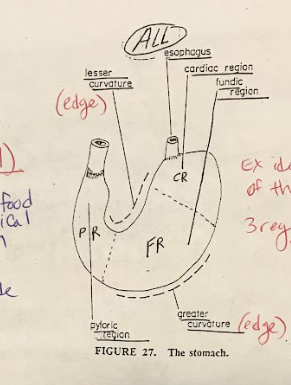 <p>The pyloric sphincter is a muscular valve located at the exit of the stomach, leading to the small intestine. It regulates the flow of partially digested food (chyme) from the stomach into the small intestine.</p>