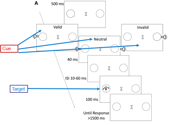 <p>participants are presented with verbal cues as to which side of the screen the target will appear</p>