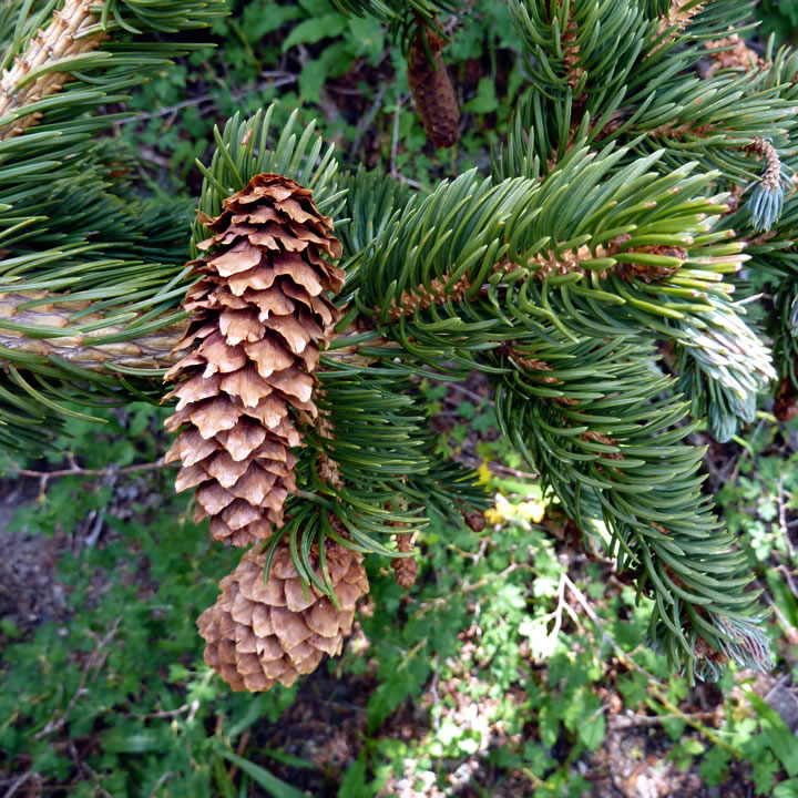 Blade: 4 sided, sharp needles, short, blue needles
Cones: 1in cone, light brown, "soft" spruce cone
Bark: loosely scaled bark, light grey 
Region: mainly Canada, parts of Oregon and Wyoming 