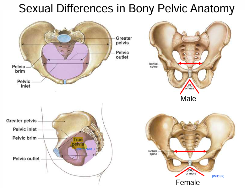 <p>The Ischium Spine is a <em>wider </em>distance in females (100+ degrees) than it is in males (90- degrees).</p>