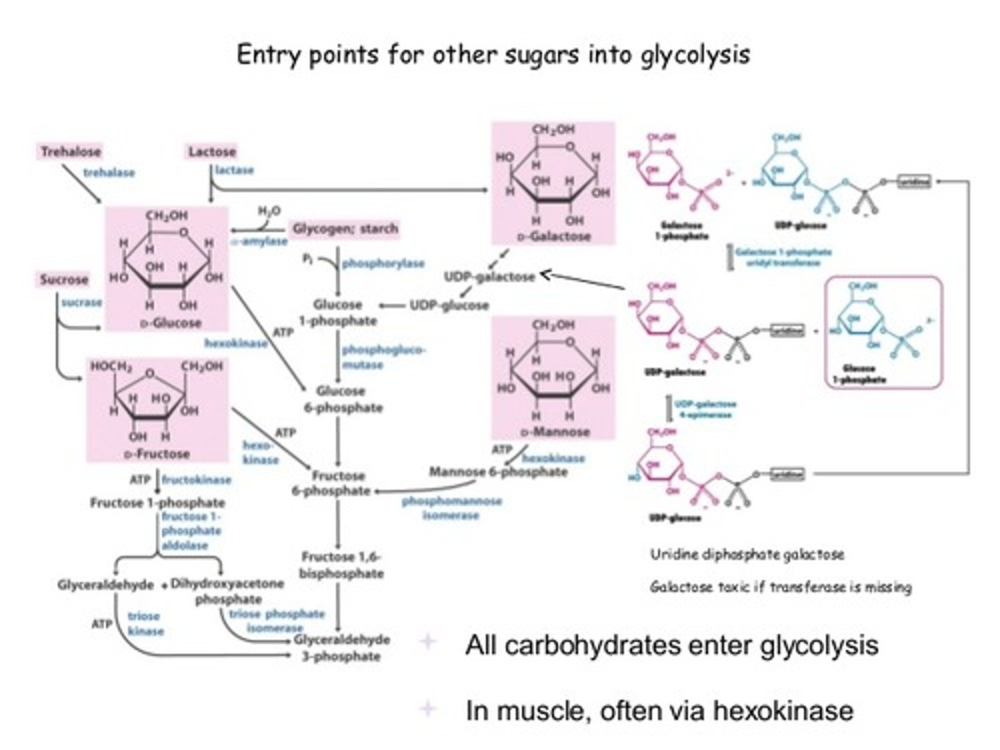 <p>(C) Glucose-6-Phosphate, Glyceraldehyde-3-Phosphate</p><p>Galactose can enter Glycolysis as Glucose-6-Phosphate, whereas Fructose can enter Glycolysis as Glyceraldehyde-3-Phosphate.</p>