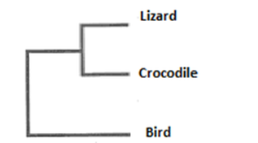 <p>Name the type of system of classification</p>