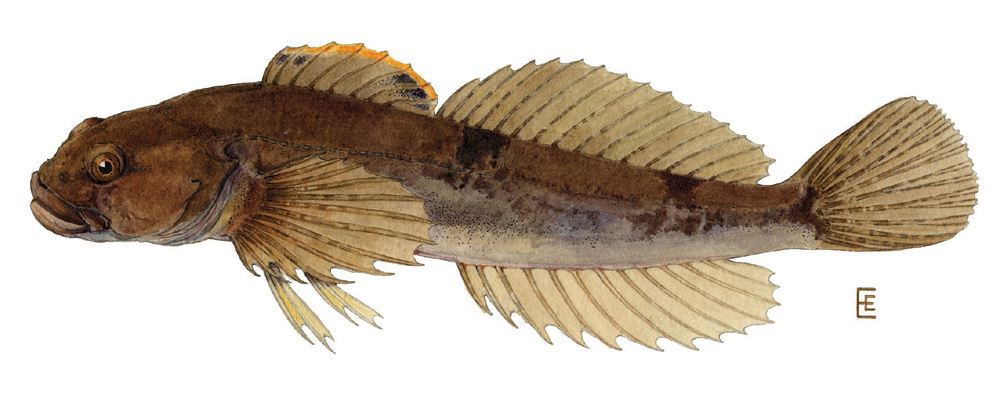 <p>Sculpins</p><ul><li><p>stout, round body</p></li><li><p>large (frog shaped) head with spines, knobs, or cirri</p></li><li><p>large fan like pectoral fins</p></li><li><p>dorsal, anal fins usually long</p></li><li><p>benthos fish</p></li></ul><p></p>