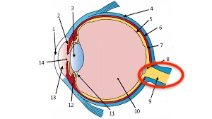 <p>carries neural impulses from eye to brain. made of ganglion cells</p>