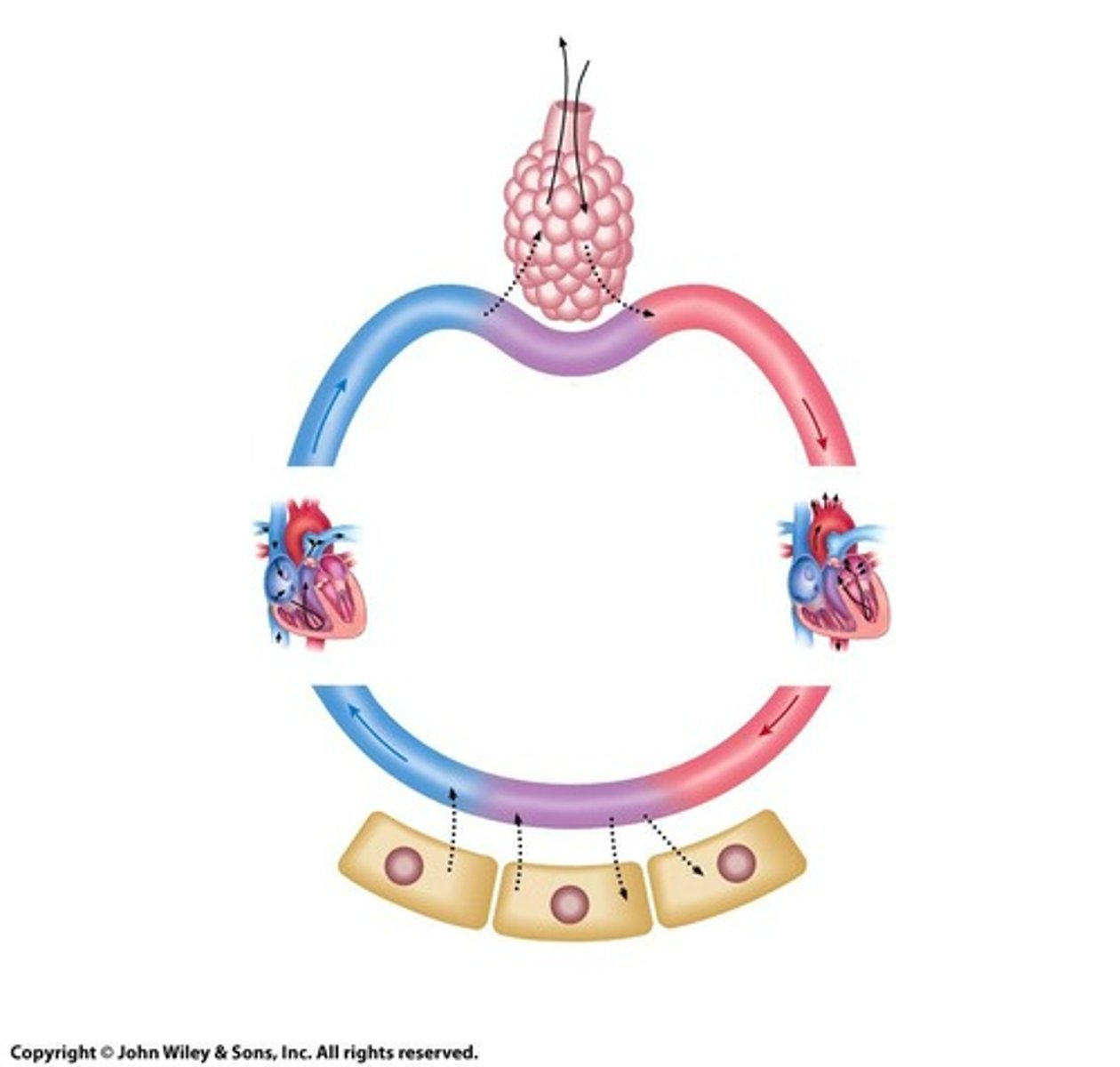 <p>Rapid or deep breathing that can lead to decreased carbon dioxide levels in the blood.</p>