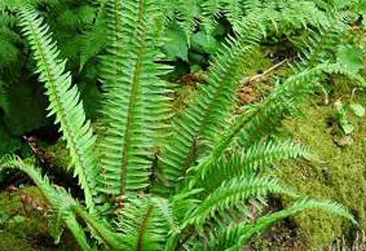 <p>Common and Recognizable</p><p>- Large, robust fronds with sword-like leaflets.</p><p>- Found in most lowland coastal forests, and in many home gardens (including mine!)</p><p>- Evergreen fern, providing green ground cover year-round</p><p>Indigenous Use</p><p>- Used in First Nations pit cooking (as insulation and covering) and as padding (for bedding or floor pats)</p><p>- Technology: Long stiff fronds used to line steaming pits, storage boxes, baskets, berry drying racks, etc.</p><p>- Known as “pala-pala” by Ditidaht FN (on Vancouver Island)- used as a training for young men to hold their breath (as divers). Pull each leaflet off and say “pala” as you do working up one side and down the other. Whoever could do the most without stopping for breath won. Learn about the pala pala game from Ethnobotanist Nancy Turner - https://youtu.be/X1lbFfsE-l0</p>