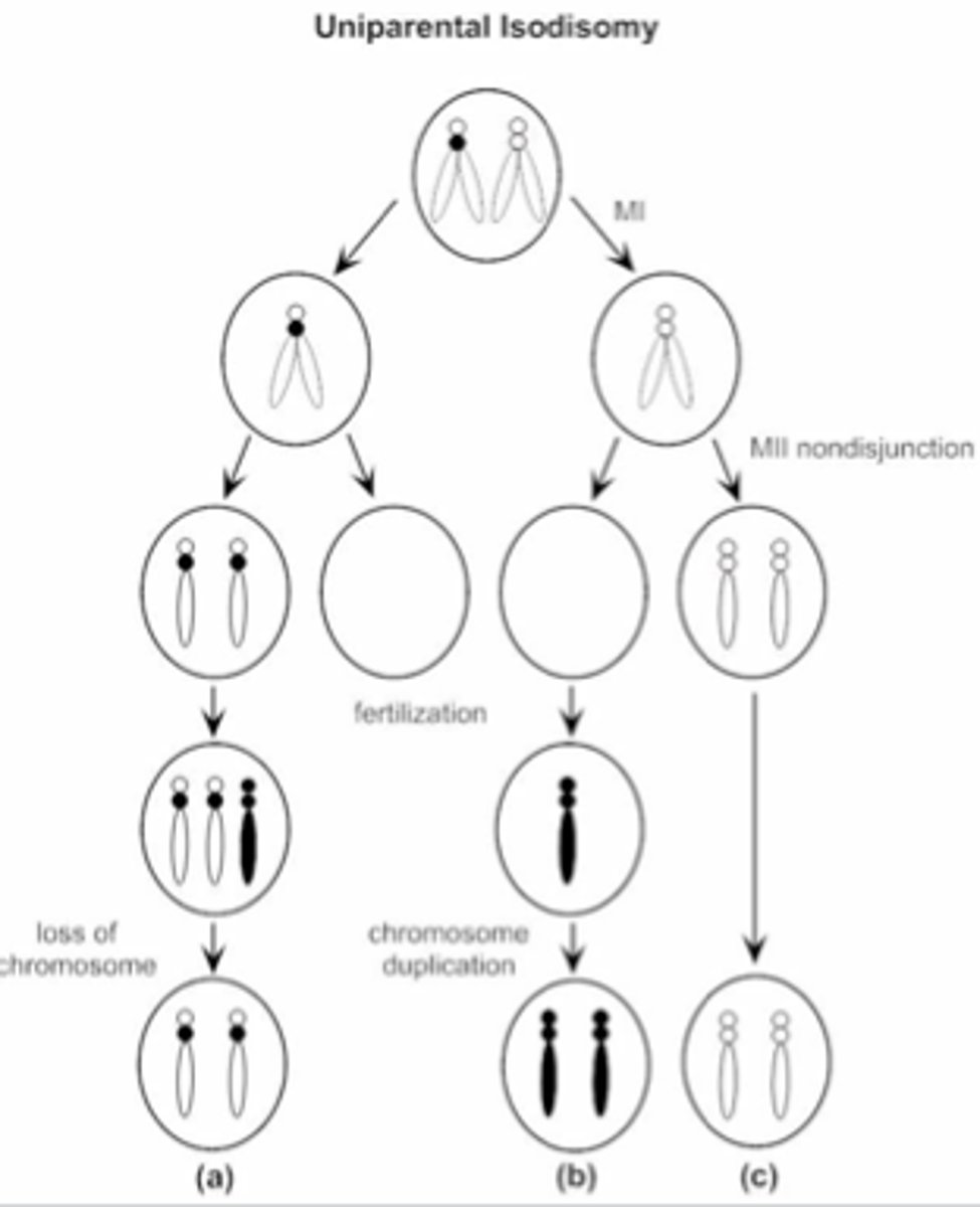 <p>different homologs</p>