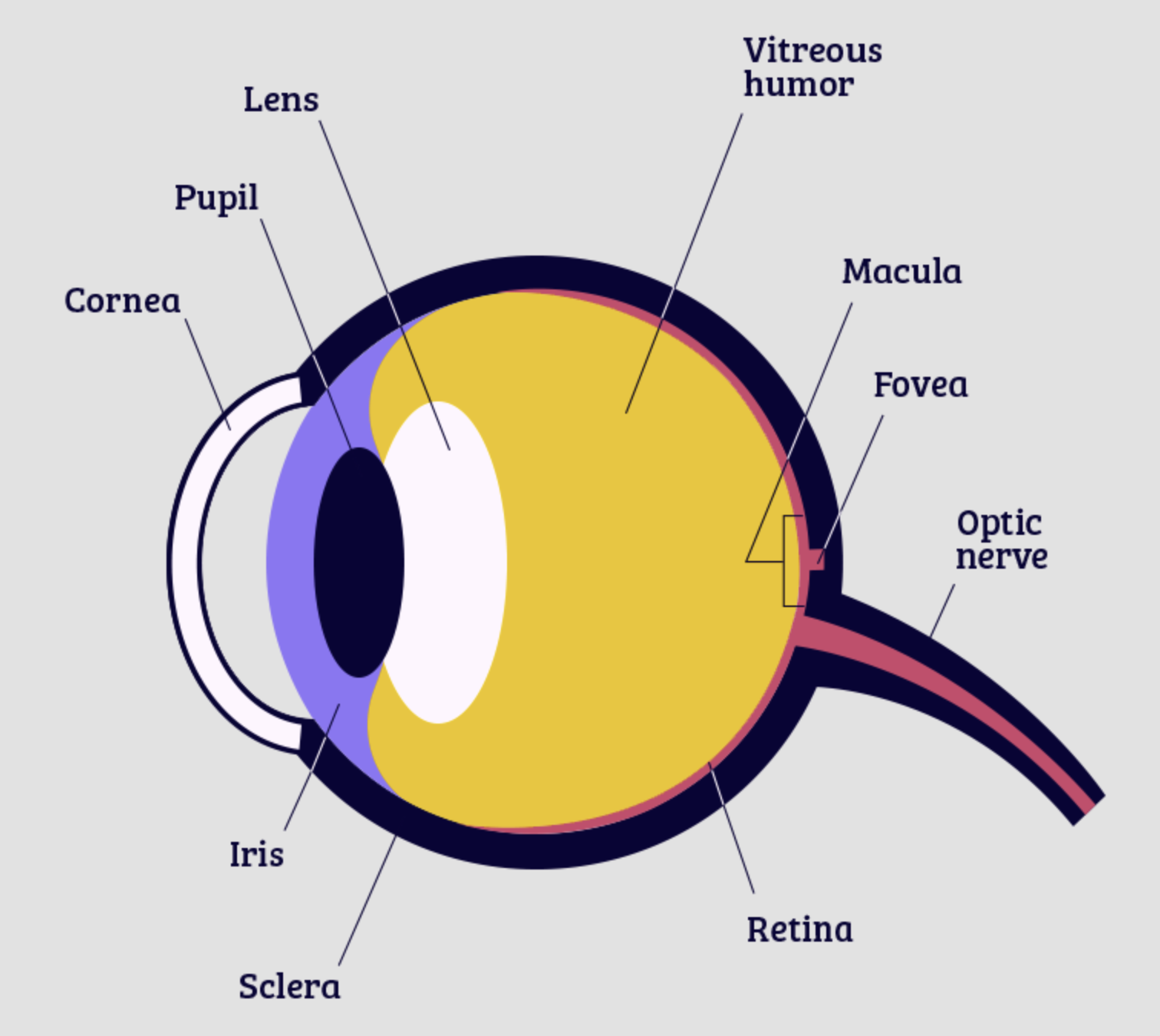 <p>part of the eye that the image is focused on, contains rods and cones</p>