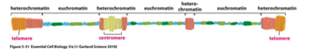 <p>Chromosomes are organised into open regions with active gene transcription (euchromatin) and closed regions where genes are repressed (heterochromatin) </p><p>Chromatin is an active structure and is remodelled by chromatin remodelling complexes </p><p>These can alter the structure of the DNA- histone complex of the nucleosome</p>