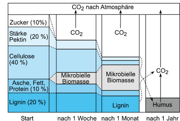 <p>Litter factors (degradability):</p><ul><li><p>N content of the substance (C/N ratio) </p></li><li><p>Lignin content (lignin/N ratio) </p></li><li><p>Tannin content (polyphenol/N ratio)</p></li></ul><p>External factors, environmental factors:</p><ul><li><p>Heat/temperature </p></li><li><p>Availability of H2O and O2 </p></li><li><p>pH </p></li><li><p>Inhibitors (bactericides, fungicides)</p></li></ul><p></p>