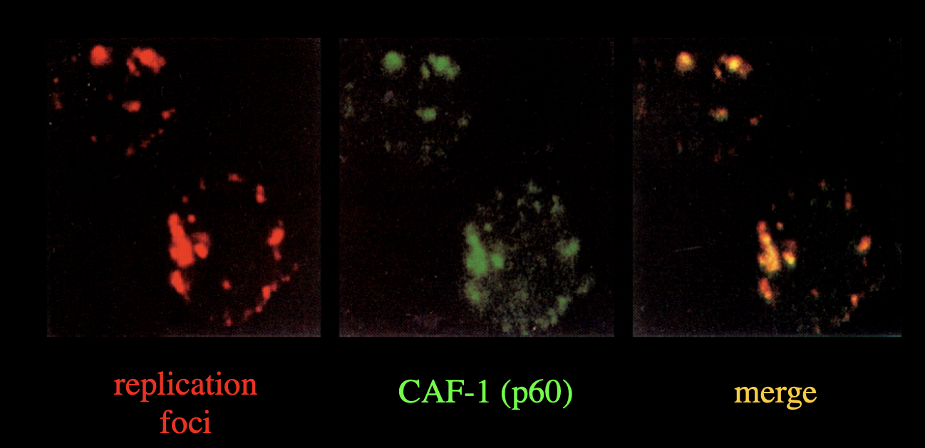 <ol><li><p>replication loci marked</p></li><li><p>CAF-1 (p60)→ shown in green</p></li><li><p>Merge→ shows orange so<strong> must&nbsp;be both</strong></p><ul><li><p>CAF-1 p60 colocalises with DNA replication foci</p></li></ul></li></ol><p><em>so yes this does happen in the cell</em></p>