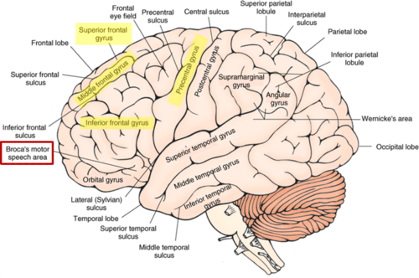 <p>1. precentral gyrus</p><p>2. superior frontal gyrus</p><p>3. middle frontal gyrus</p><p>4. inferior frontal gyrus</p>