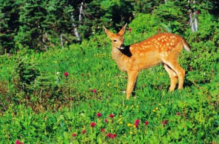 the environmental preservation