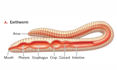 <p>earthworms are deposit feeders.</p><ol><li><p>Muscular movement propels food through the esophagus</p></li><li><p>food enters crop where it is mixed with mucus</p></li><li><p>mixture enters gizzard where mechanical processing occurs</p></li><li><p>then enters intestine where enzymatic hydrolysis occurs</p></li><li><p>undigested residue expelled through anus</p></li></ol><p></p>