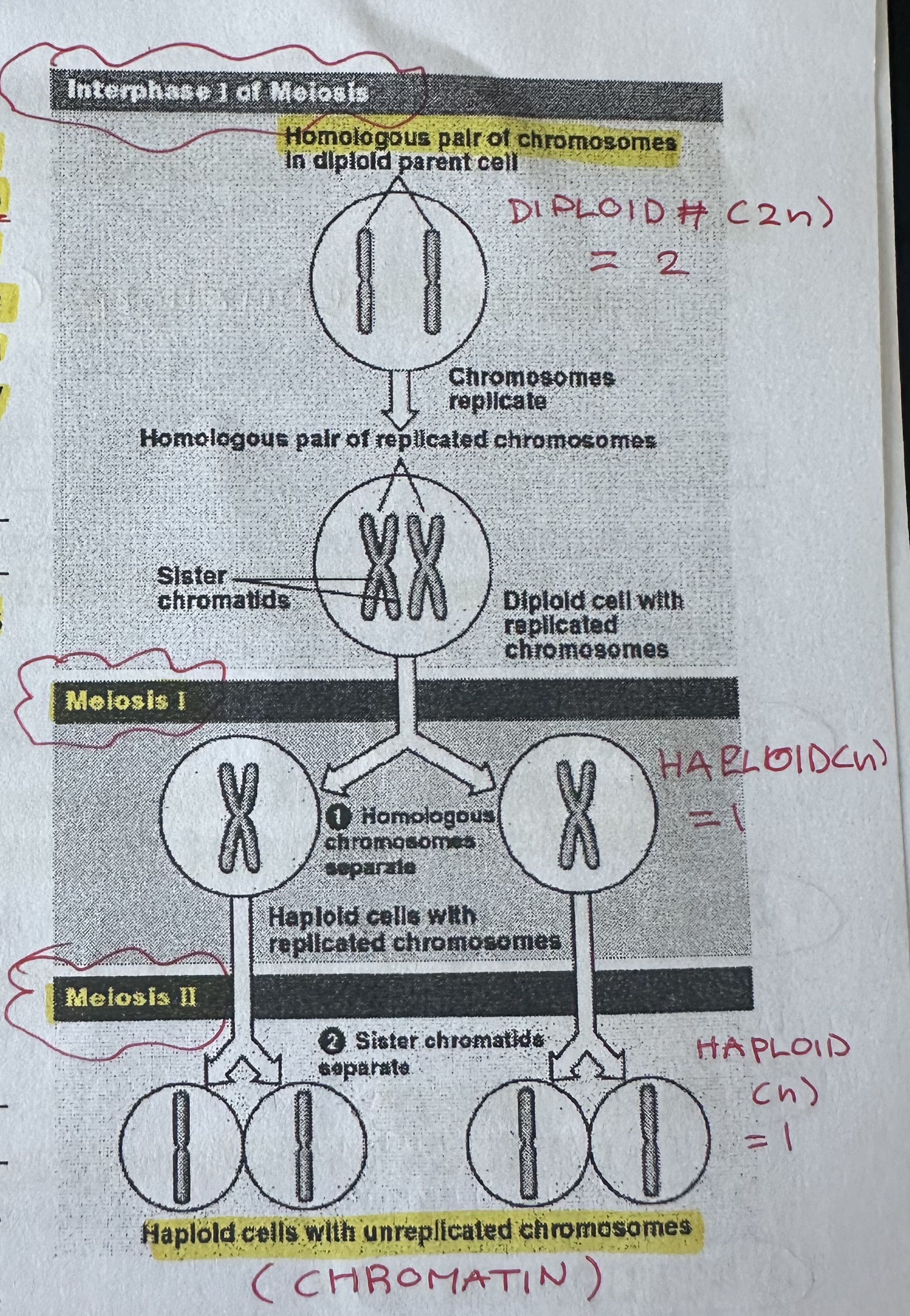 <p>Process that haploid (n) daughter cells are formed from a diploid (2n) parent cell.</p><p>Requires <strong><u>TWO</u></strong> successive cell divisions.</p><p>Starts with DNA replication (like mitosis) then two divisions one immediately after the other.</p><p>Results in <strong><u>FOUR</u></strong> daughter cells unlike mitosis is two.</p>