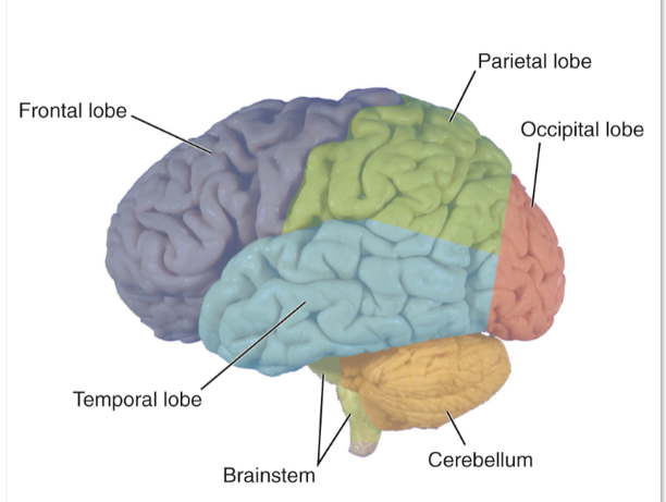 <p>brain, spinal cord </p>