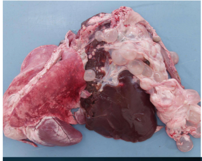 <ol><li><p><strong>Sheep specimen</strong></p></li><li><p><strong>Describe lesions with 4 words- </strong>fluid like, pedunculated cyst, white dots</p></li><li><p><strong>Potential diagnosis- </strong>C. Taenuicollis</p><ol><li><p></p></li></ol></li><li><p><strong>Judgement + ABP category- </strong>category 2- local rejection if 1 organ, but total rejection if whole carcass infected (diaphragm, lungs, etc)</p></li></ol><p></p>