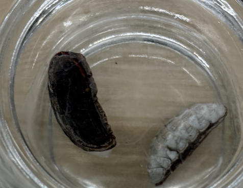 <p>Phylum, Class, Dorsal structure, Ventral structure</p>