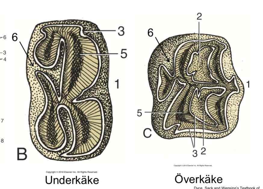 <p>Bildas i takt med att tanden slits, färgas mörkare nr 5</p>