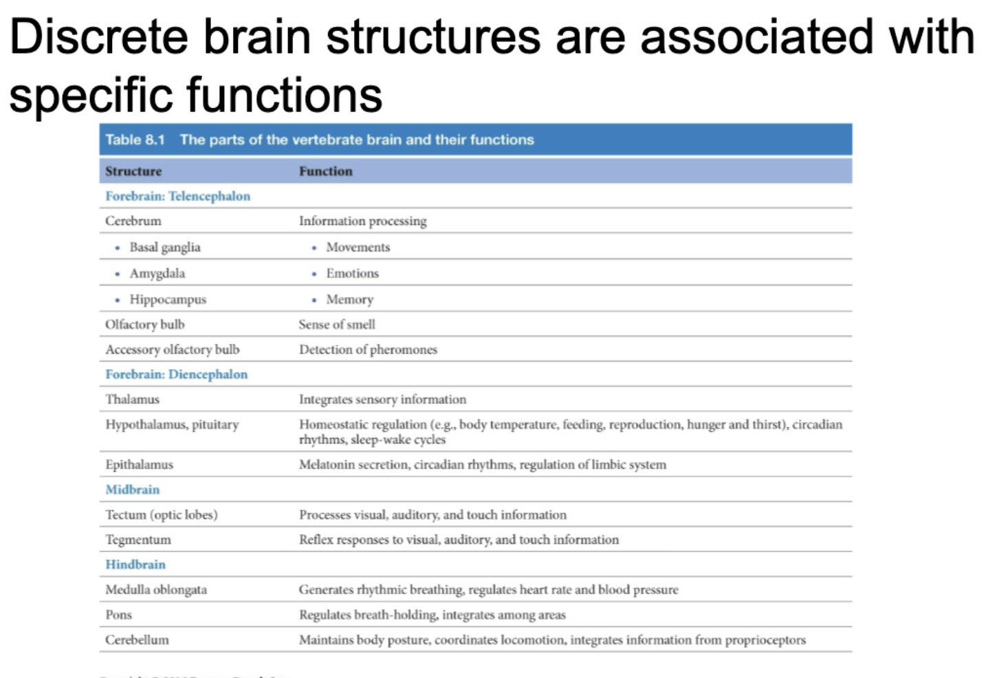 <ul><li><p>Different parts of the brain have specific functions</p></li></ul><p></p>