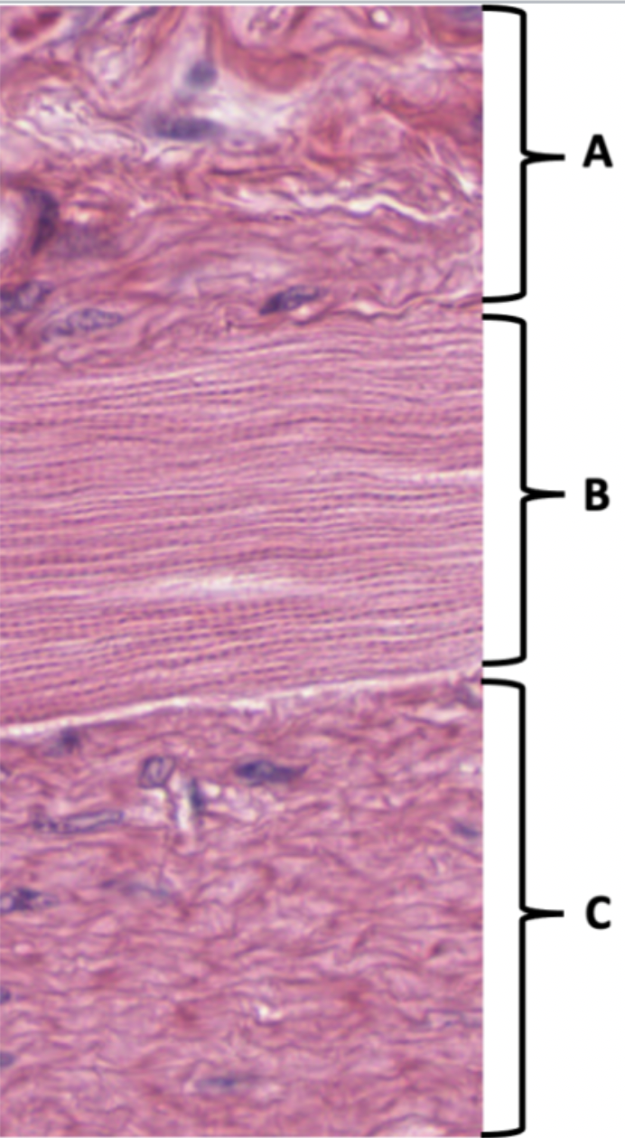 Name the tissue at B: