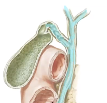 <p>common bile duct </p>