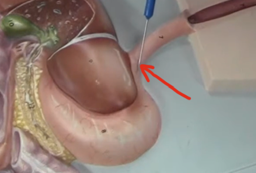 <p>Controls the flow of substances into stomach</p>