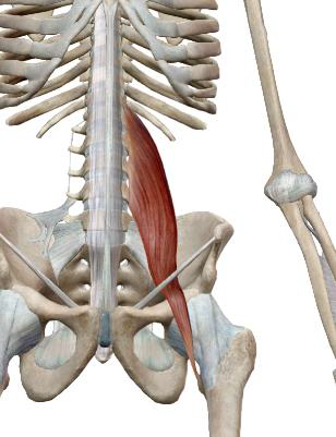 <p>Grand psoas</p>