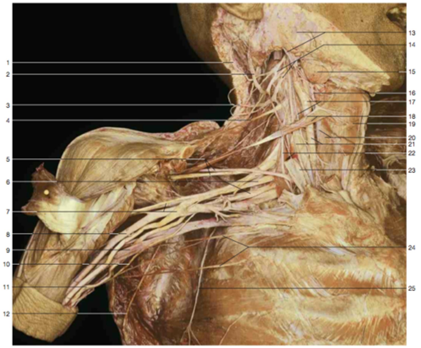 <p>innervation of the skin on medial surface of the arm</p>