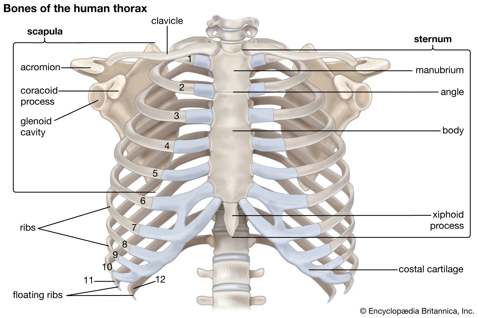 <p>What bone is this?</p>