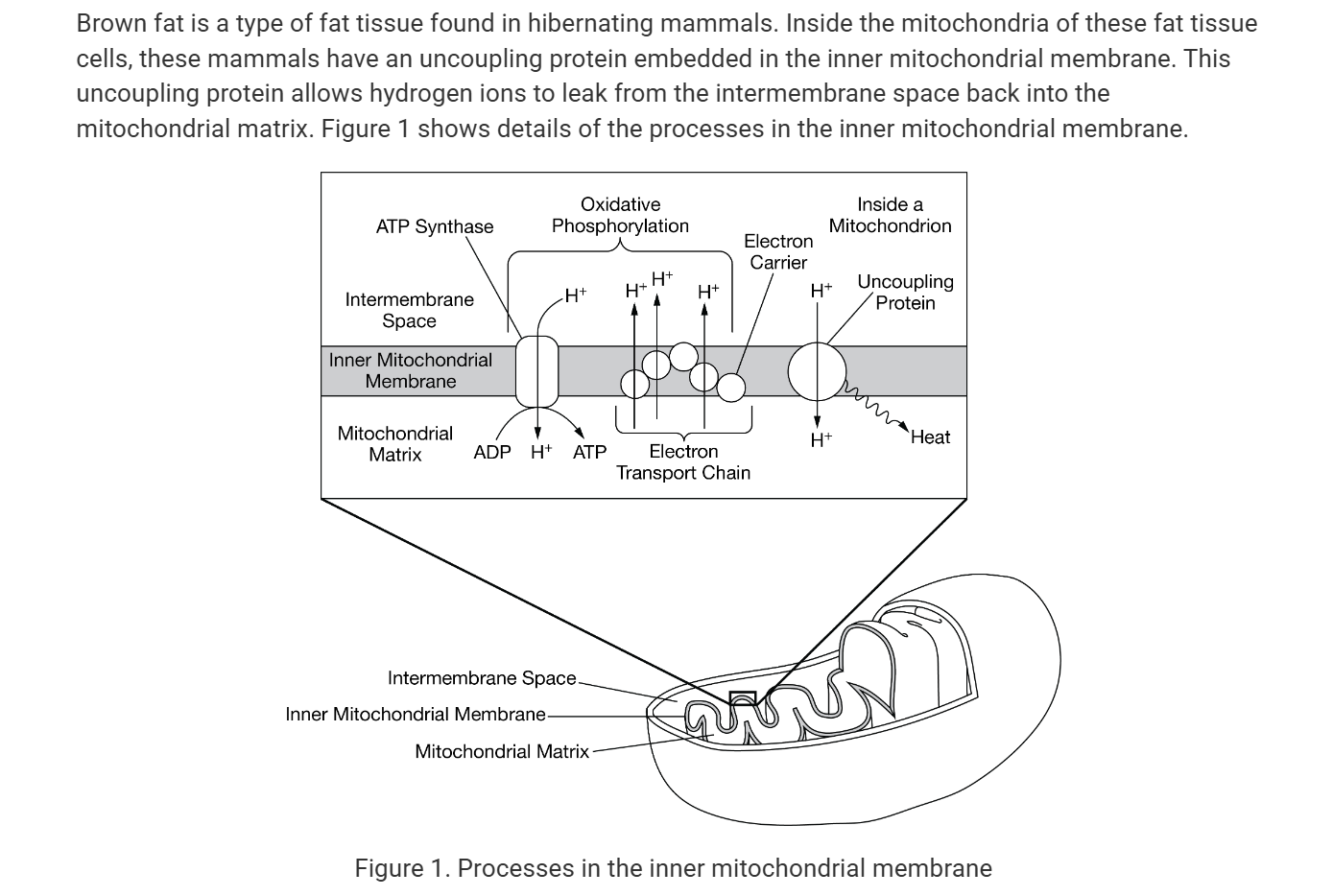 <p><span>Which of the following statements provides reasoning that supports the claim that brown fatty tissue keeps an animal warm?</span></p>