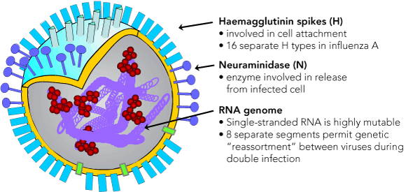 <ul><li><p>Neuraminidase (NA) helps release virions from the host cell after replication and assembly</p></li></ul><p></p>